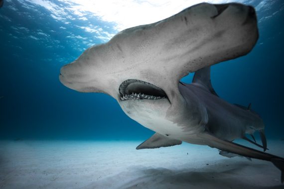 Your Complete Guide to Discovery's Shark Week 2019 Lineup