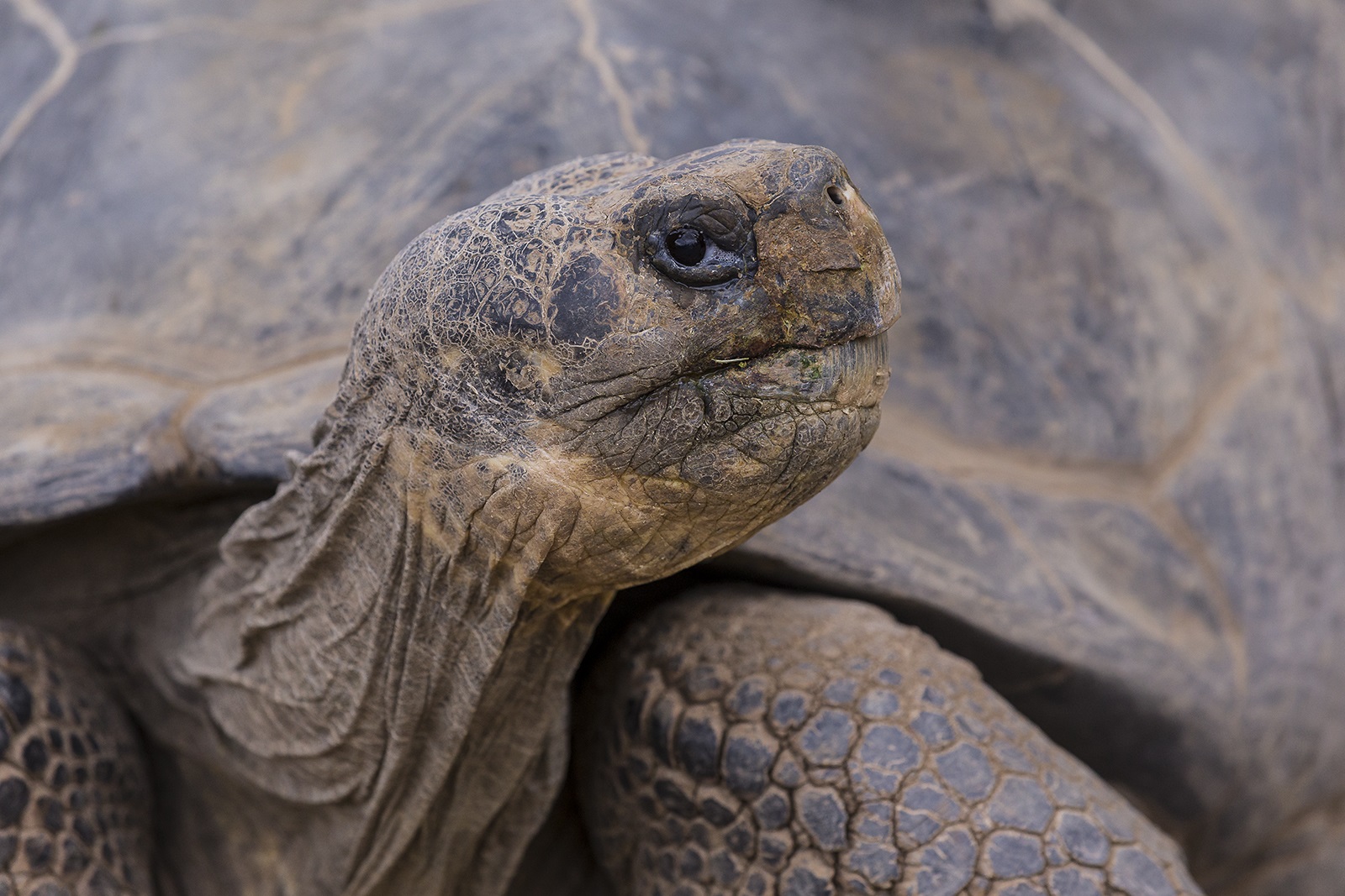 Zookeepers Introduce a Wide Range of Animals in 'The Zoo: San Diego'