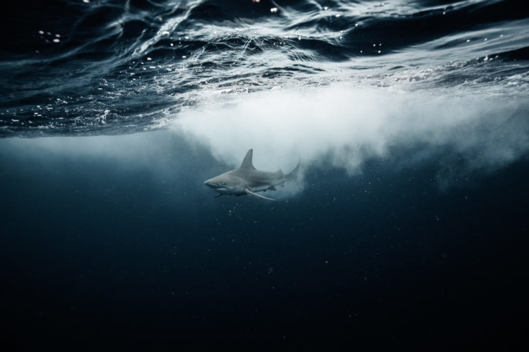 'Extinct or Alive's Forrest Galante Previews the Dives of His Shark ...