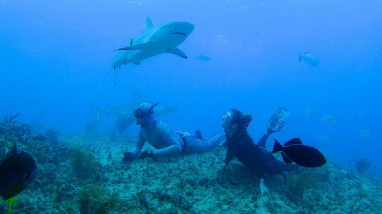 Shark Week 2021: Every New Special Airing & Streaming This July