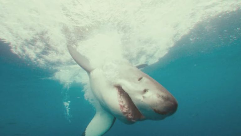 Nat Geo Puts A Spin On The Golden Girls Theme For Sharkfest Video