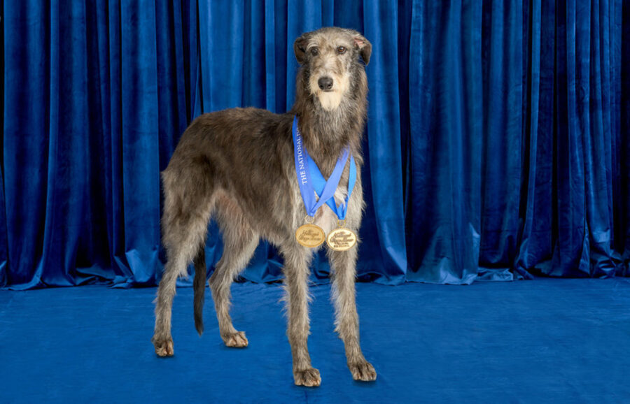 The National Dog Show NBC Special Where To Watch