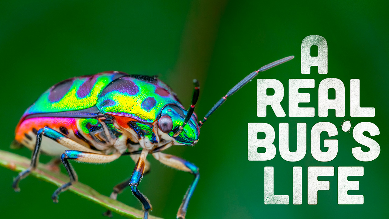 A Real Bug's Life - Nat Geo Reality Series