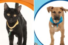 Check out Adorable Kittens & Puppies' Trading Cards for 'Great American Rescue Bowl'