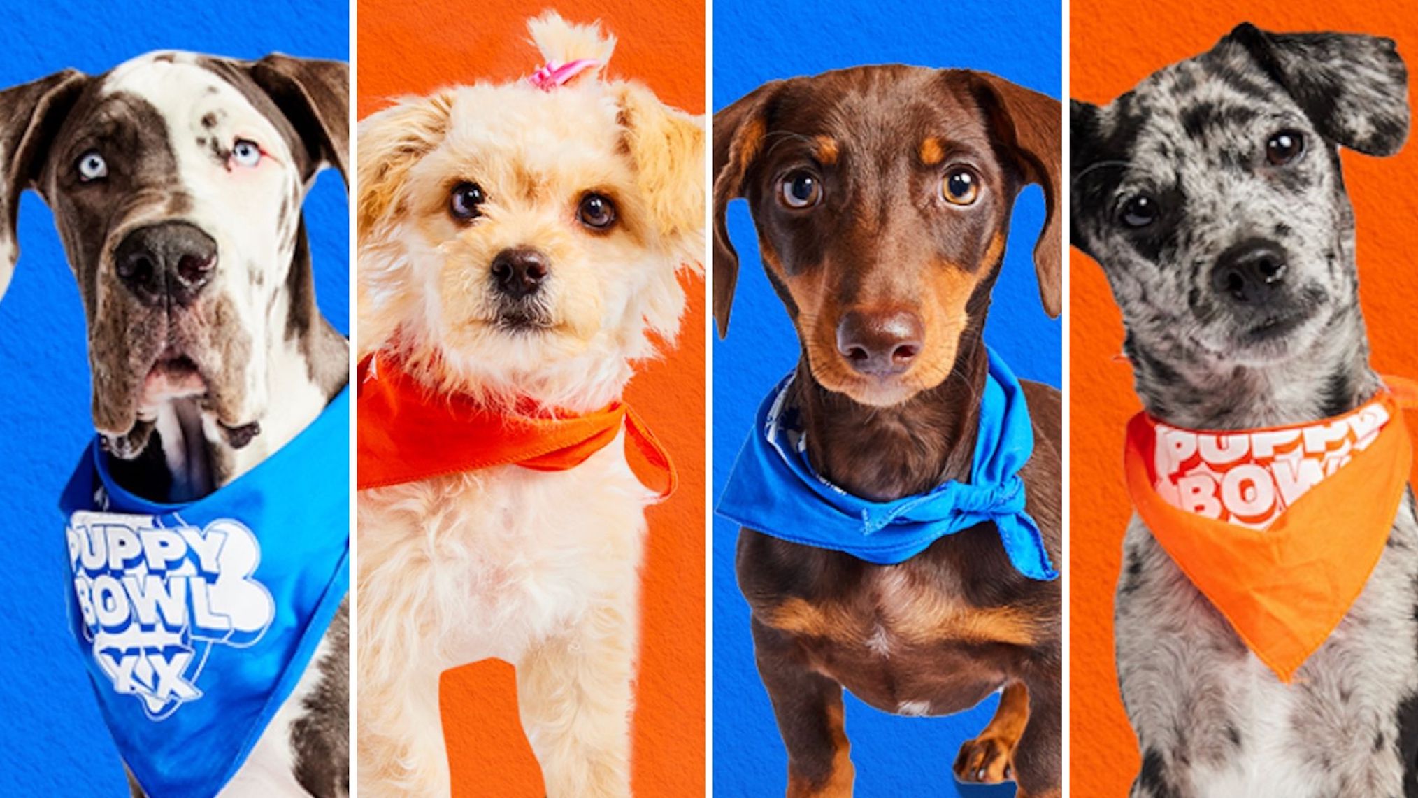 Puppy Bowl 2024 Meet 20th Anniversary Lineup of Adorable Players (PHOTOS)