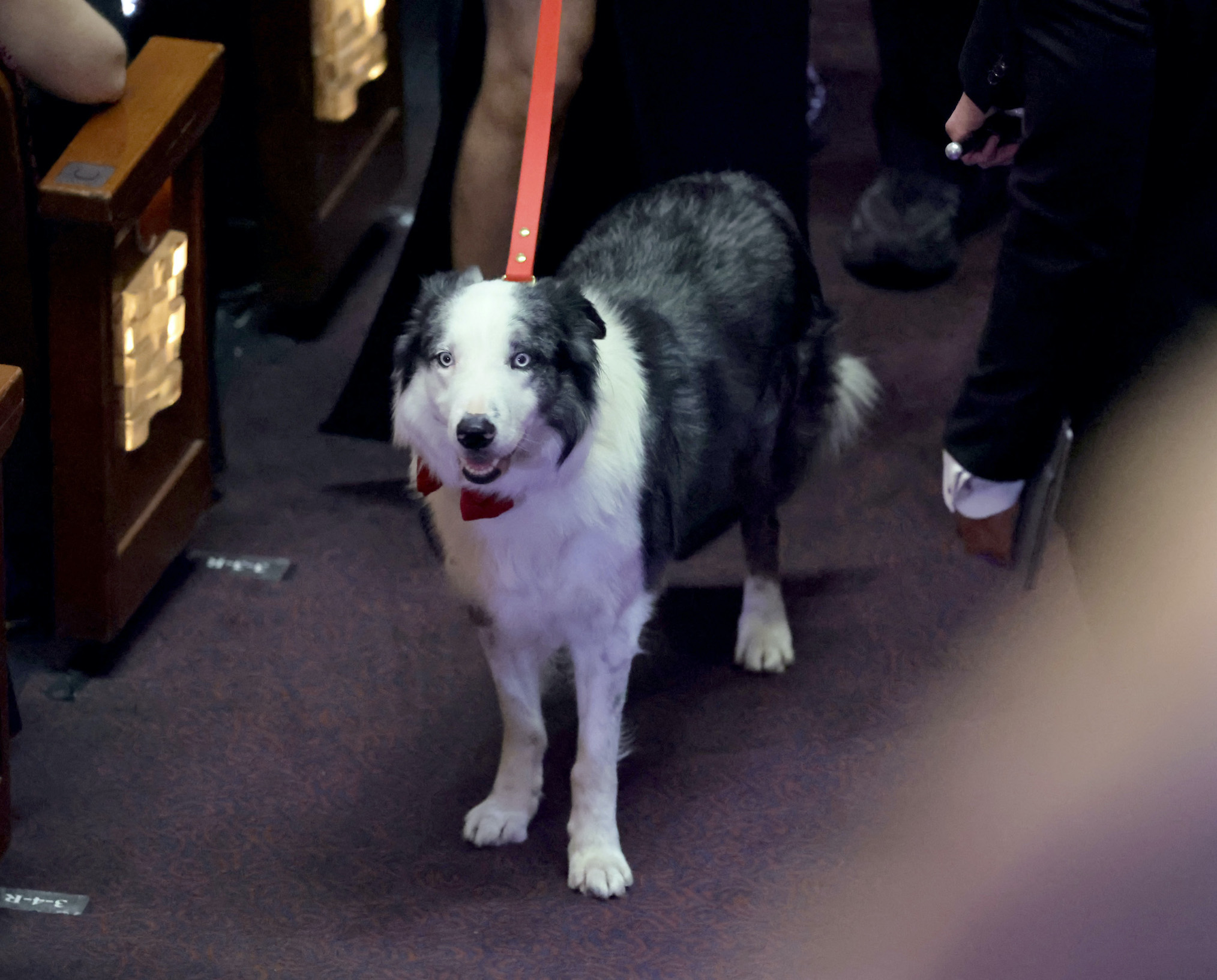 Messi, Beloved 'Anatomy of a Fall' Dog, Attends His First Oscars Like a ...