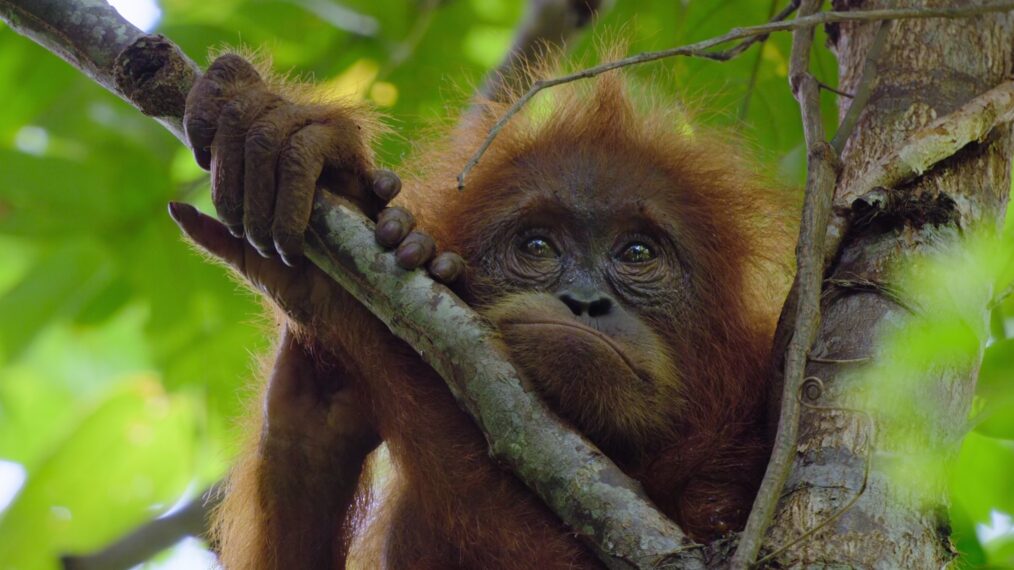 'Secret Lives of Orangutans' on Netflix