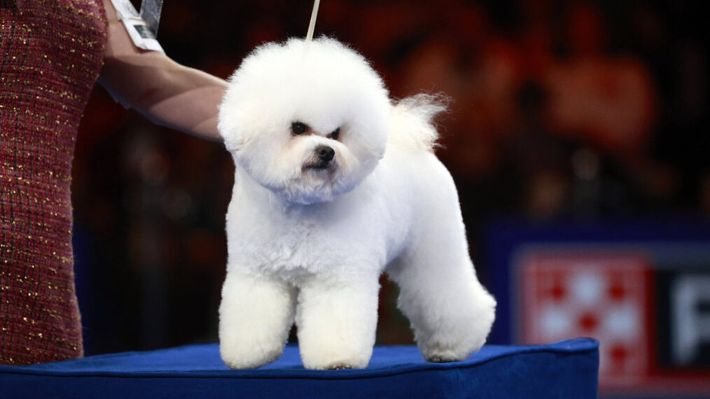 Bichon Frisé in the National Dog Show 2024