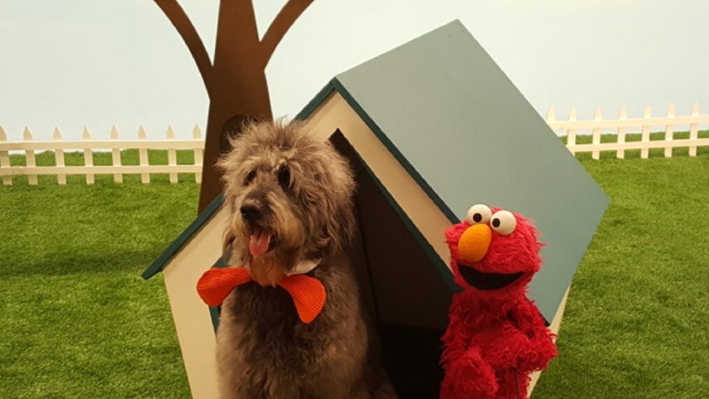 Sesame Street Elmo's World: Bowdie Playing Schnoodle the Poodle. (Sesame Street)