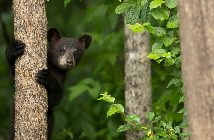 THE AMERICAS -- Pictured: Black bear cub.