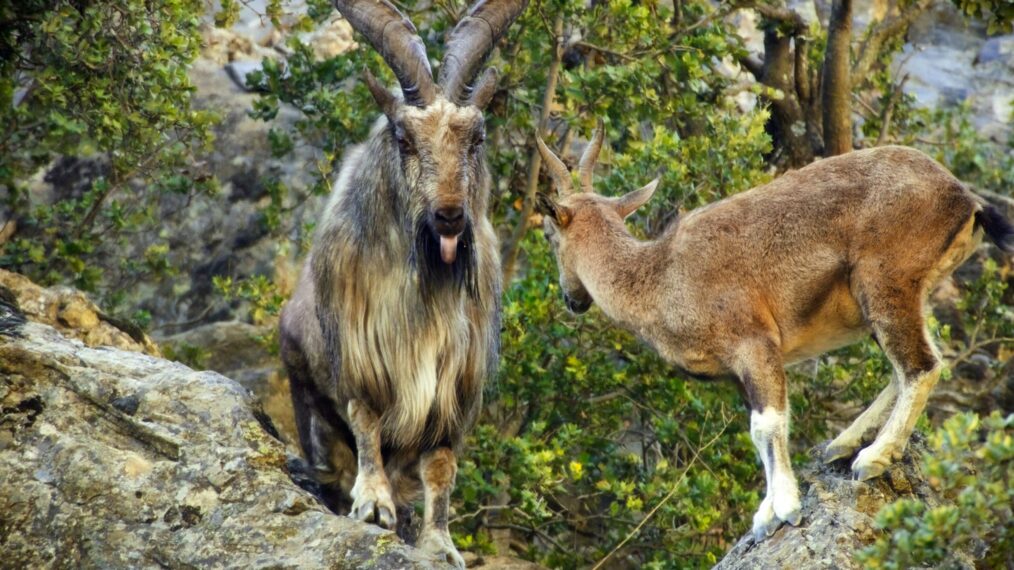 Picture Shows: A male markhor (Capra falconeri) only has a few short weeks to attract a female during the winter mating season. Hindu Kush, Pakistan.