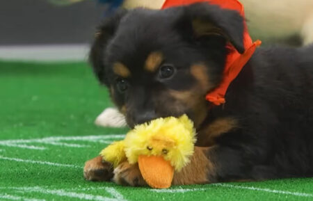 Puppy Bowl XXI player Enrique